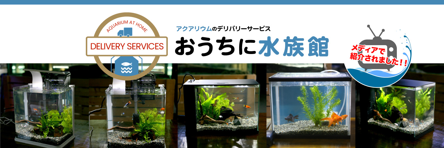 熱帯魚 海水魚のことなら グッピー園 山形のアクアショップ